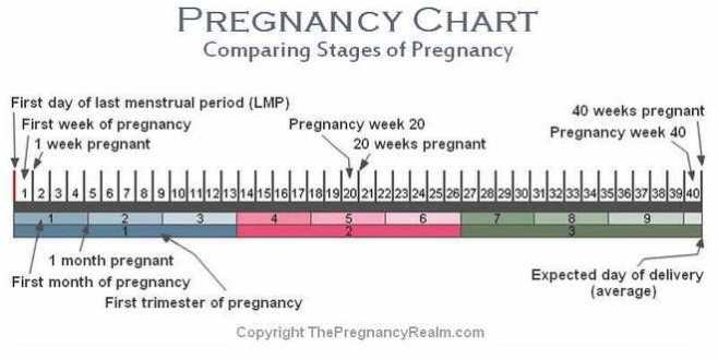 Stages of Pregnancy Chart | Weeks-Months-Trimesters