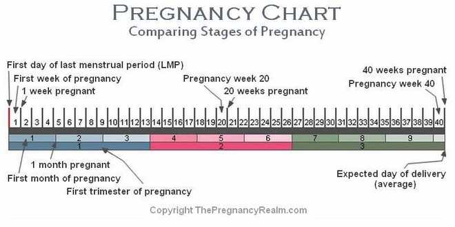 stages-of-pregnancy-chart-weeks-months-trimesters