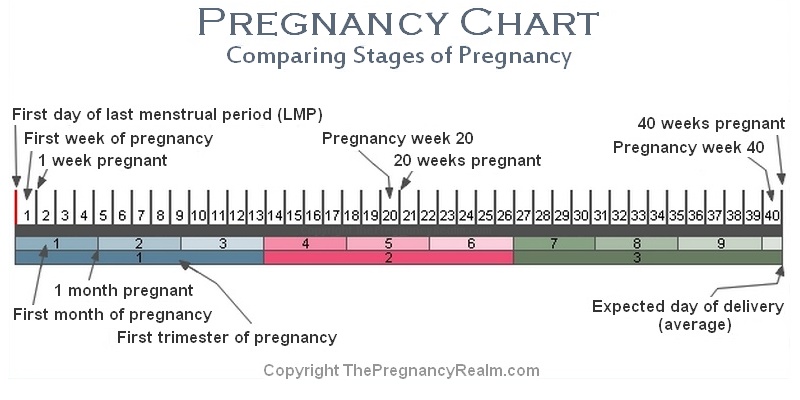 Pregnancy Calendar Week By Week Chart