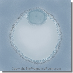 3 weeks pregnant- luteal phase- fetal development- pre-ovulatory follicle and secondary oocyte
