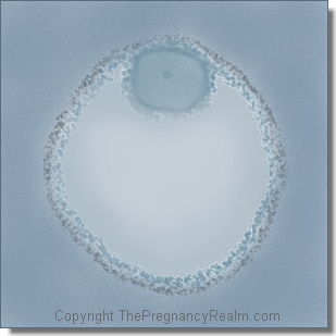3 weeks pregnant- luteal phase- fetal development- pre-ovulatory follicle and secondary oocyte