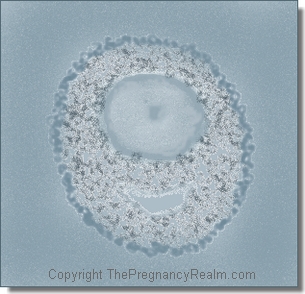 Pregnancy week 1- follicular phase- fetal development- tertiary follicle and primary oocyte
