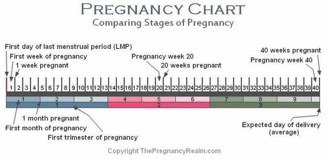 Pregnancy Week Chart