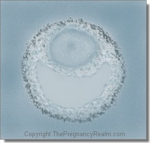 Two weeks pregnant- follicular phase- fetal development- late tertiary follicle and primary oocyte